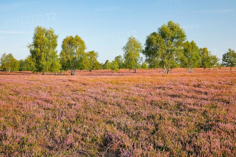 Birch trees in the blooming Lüneburg Heath, Osterheide near Schneverdingen, Lower Saxony, Germany