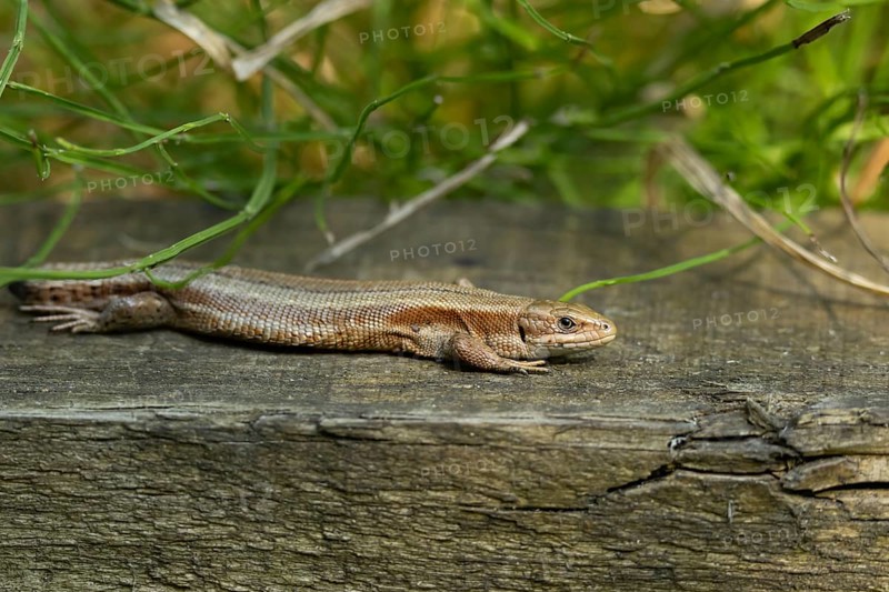 Common lizard (Zootoca vivipara) adult reptile resting on a wooden sleeper, England, United Kingdom