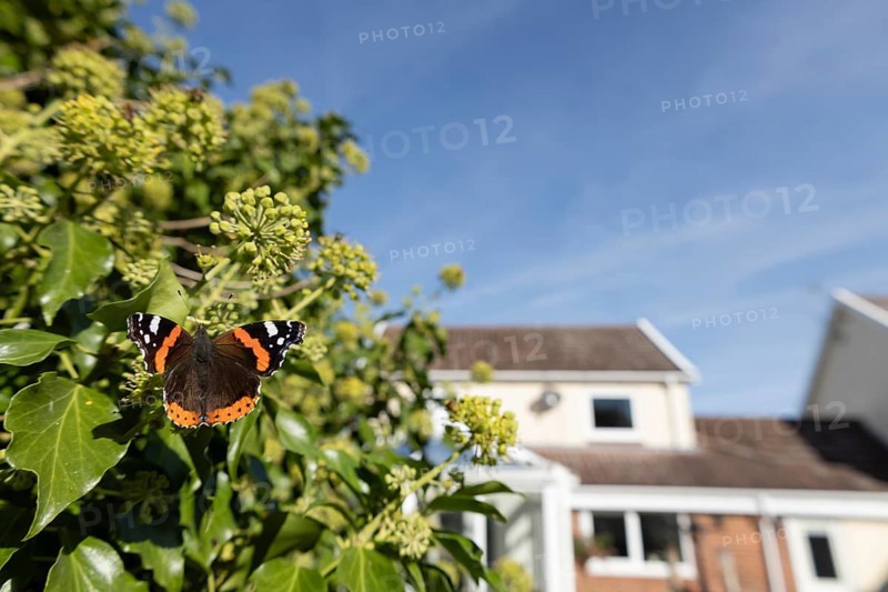 Red admiral butterfly (Vanessa atalanta) adult insect feeding on Ivy (Hedera helix) flowers in summer in an urban garden with a house in the background, England, United Kingdom