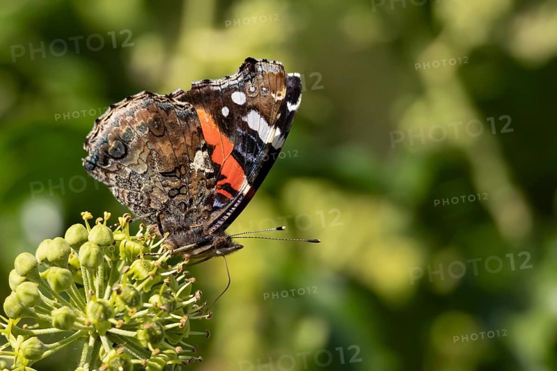 Red admiral butterfly (Vanessa atalanta) adult insect feeding on Ivy (Hedera helix) flowers in summer, England, United Kingdom
