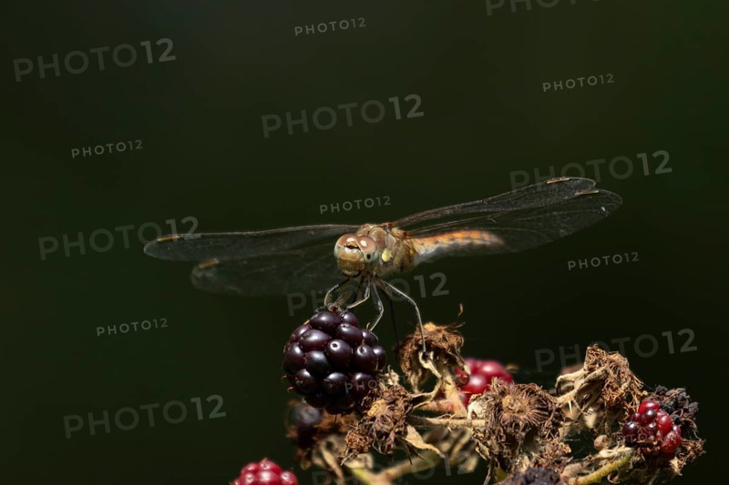 Common darter dragonfly (Sympetrum striolatum) adult insect resting on blackberries fruit in summer, England, United Kingdom