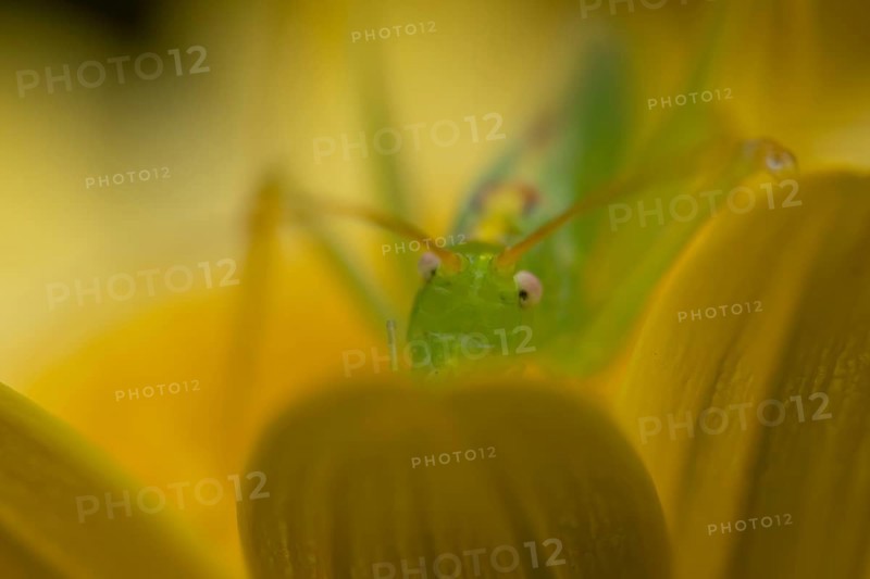 Oak bush cricket (Meconema thalassinum) adult insect on a garden yellow flower, England, United Kingdom