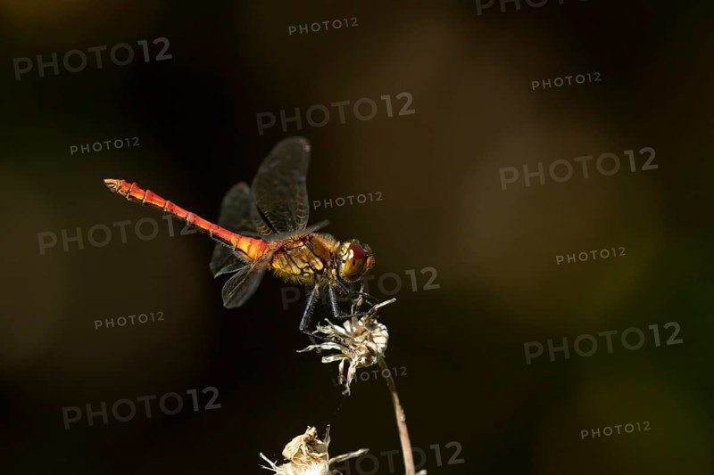 Common darter dragonfly (Sympetrum striolatum) adult insect resting on a flower seedhead in summer, England, United Kingdom