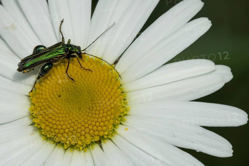 Thick-legged flower beetle (Oedemera nobilis) adult insect on an Oxeye daisy flower in summer, England, United Kingdom