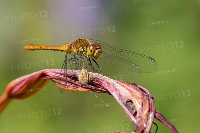 Ruddy darter dragonfly (Sympetrum sanguineum) adult insect resting on a lily flower in summer, England, United Kingdom