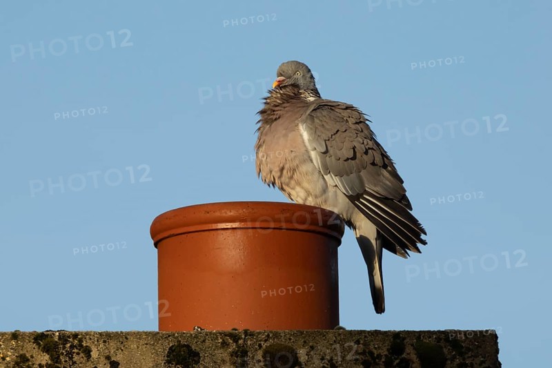 Wood pigeon (Columba palumbus) adult bird on an urban house chimney pot, England, United Kingdom