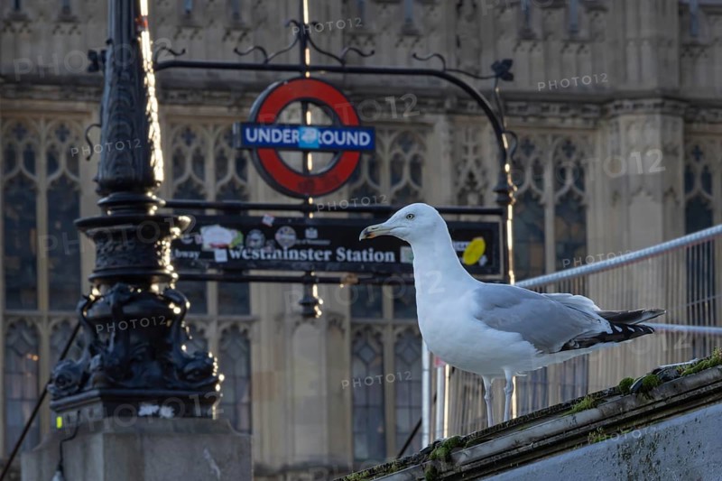 Herring gull (Larus argentatus) adult bird outside Westminster underground station, London, England, United Kingdom