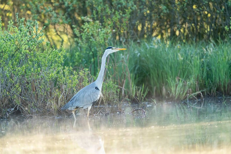 Grey heron (Ardea cinerea), Vulkaneifel, Rhineland-Palatinate, Germany