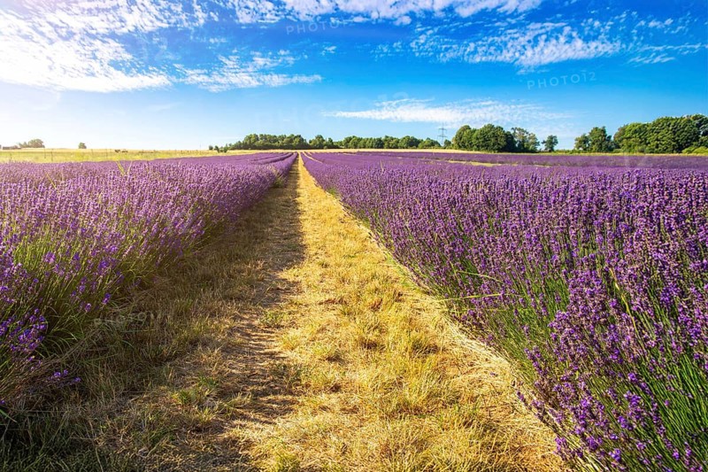 Lavender field near Grünstadt (Pfalz) ***The Gaul winery cultivates lavender and markets the resulting products under the BLAUSINN label