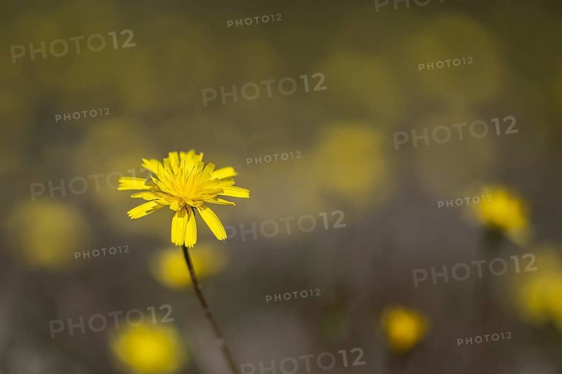 Hawkweed (Hieracium), Emsland, Lower Saxony, Germany