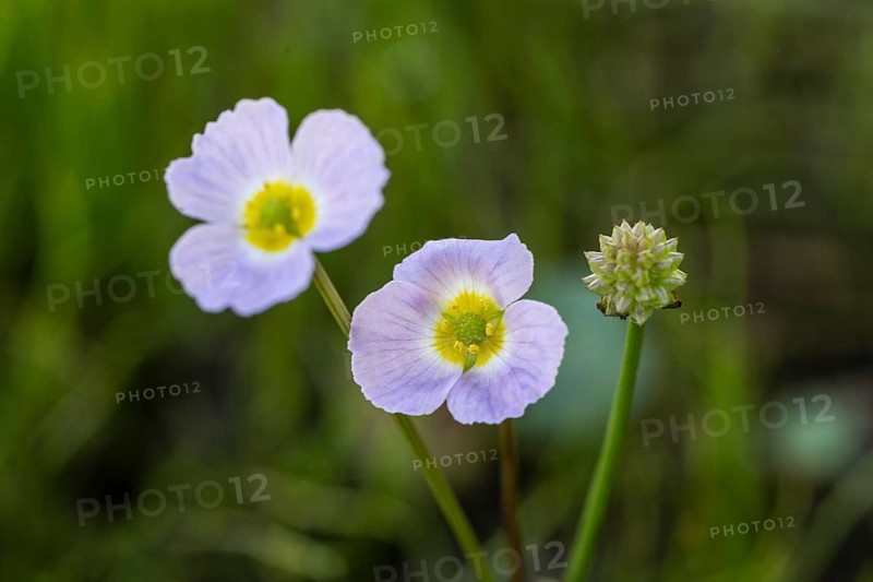 Hedgehog hose (Baldellia ranunculoides), Emsland, Lower Saxony, Germany
