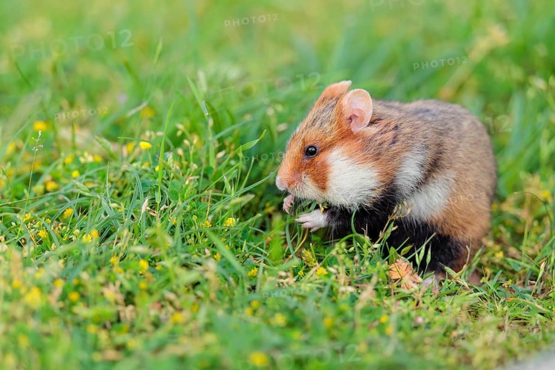 A European hamster (Cricetus cricetus) collects herbs, grass and daisies in a fresh green meadow