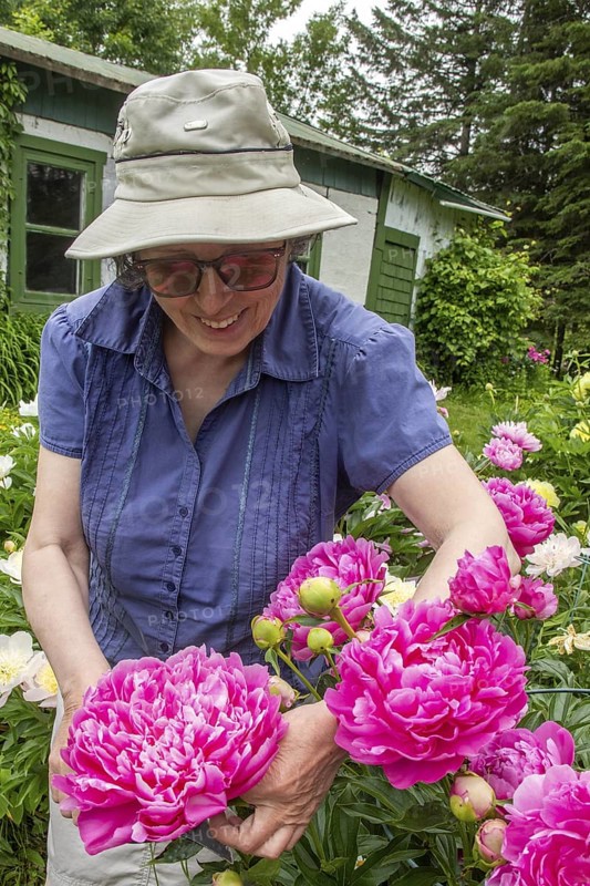 Woman and flowers, Woman taking care of peony flowers, Peonia sp, Region of La Mauricie, Province of Quebec, Canada