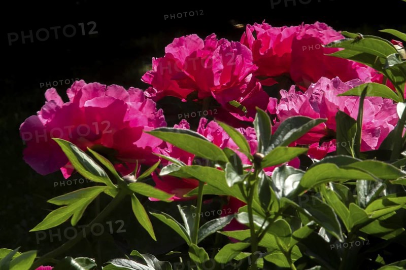 Peony flowers, Paeonia sp, Perrenial flowers, Region of La Mauricie, Province of Quebec, Canada
