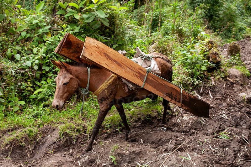 Draft horse, Horse carrying planks down a mountain, Imbabura province, Ecuador, South America