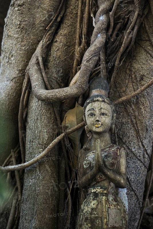 Bodhi tree, Ficus religiosa, wooden figure, Koh Phi Phi, Krabi, Andaman Sea, Thailand