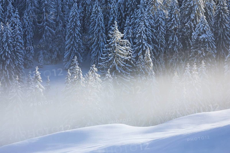 Freshly snow-covered spruce forest, Sattelegg, Schwyz, Switzerland