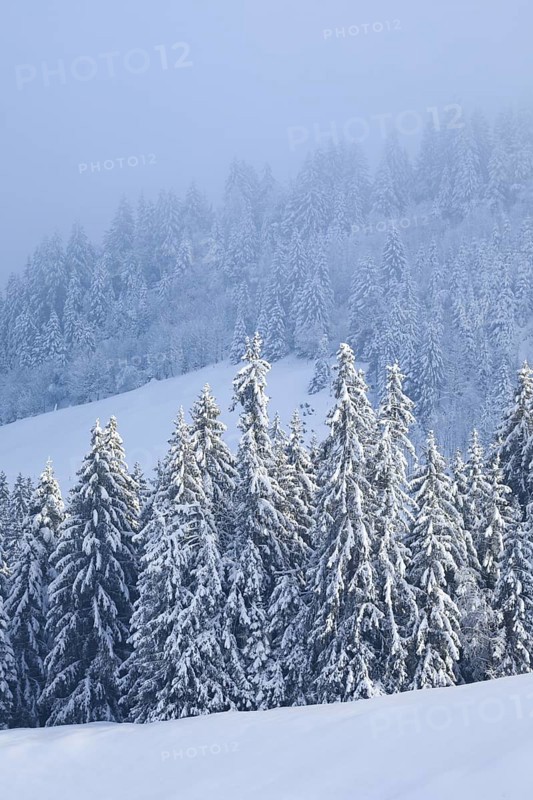 Freshly snow-covered spruce forest, Sattelegg, Schwyz, Switzerland