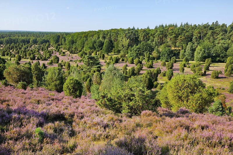 Trees and flowering heath at Steingrund in Lüneburg Heath nature park Park, Lower Saxony, Germany