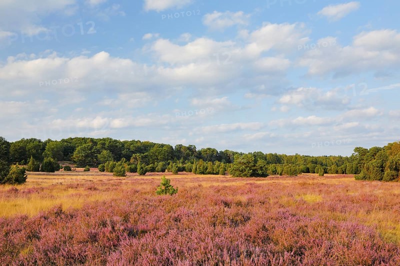 Trees and blooming heath near Oberhaverbeck in the Lüneburg Heath nature park Park, Lower Saxony, Germany