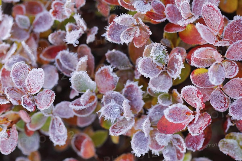Autumn-coloured blueberry bushes covered with hoarfrost, autumn in the Swiss Alps