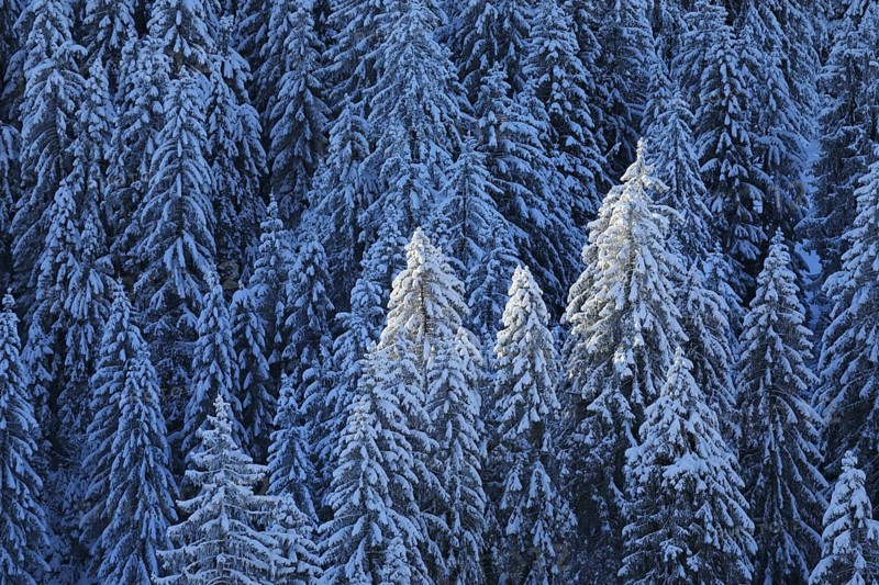 Freshly snow-covered spruce forest