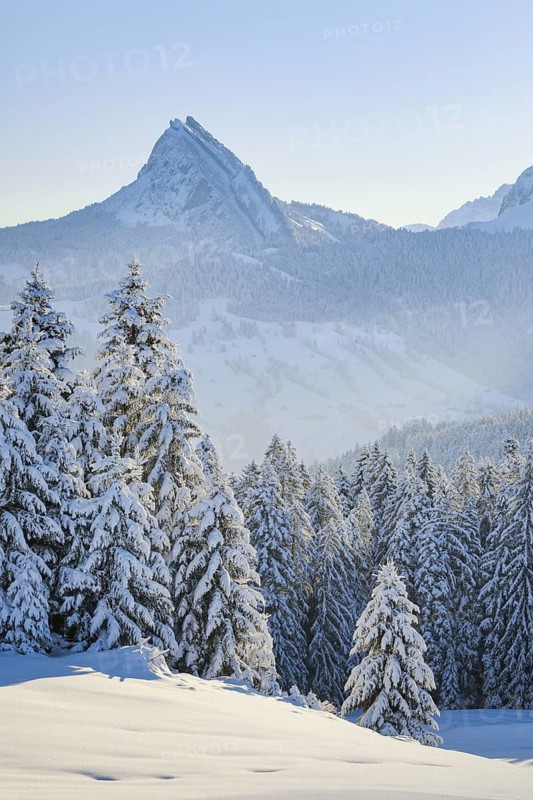 View of Sattelegg with Chöpfenberg in the background, Canton Schwyz, Switzerland