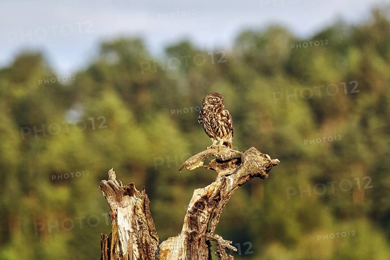 Little owl (Athene noctua) sitting on dead wood, Höxter, Weserbergland, North Rhine-Westphalia, Germany