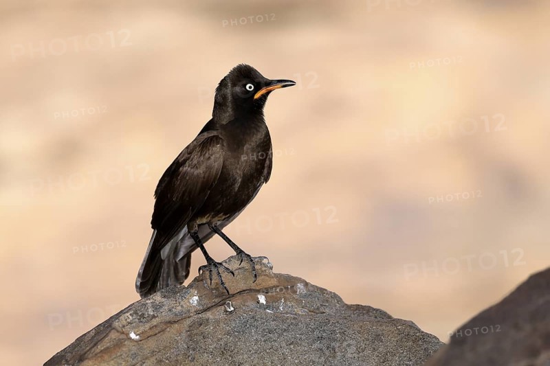 Bicoloured Glossy Starling (Lamprotornis bicolor), adult, on rocks, alert, Mountain Zebra National Park, Eastern Cape, South Africa