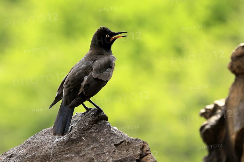 Bicoloured Glossy Starling (Lamprotornis bicolor), adult, on rocks, calling, alert, Mountain Zebra National Park, Eastern Cape, South Africa