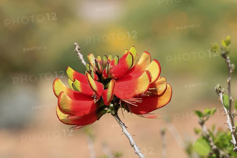 Erythrina acanthocarpa, Tambuki thorn, flowering, flowers, Karoo Desert Botanic Garden, Worcester, Western Cape, South Africa