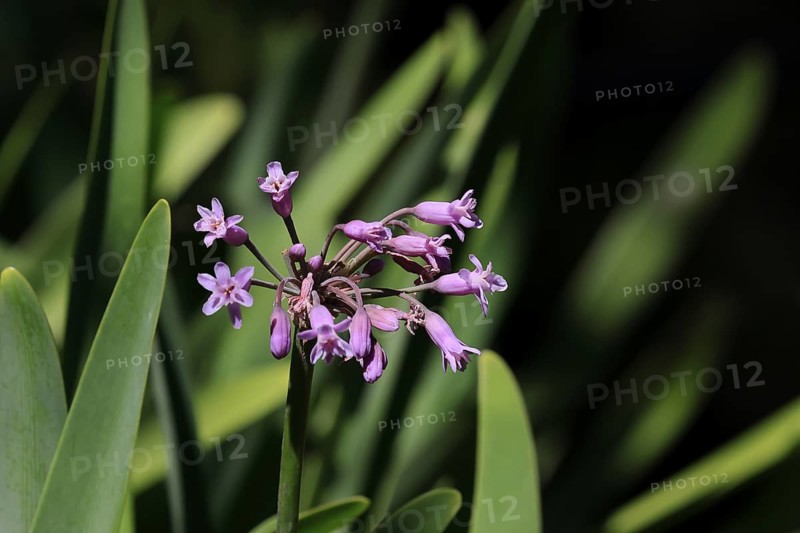 Tulbaghia simmleri, indoor garlic, flowers, flowering, Kirstenbosch Botanical Gardens, Cape Town, South Africa