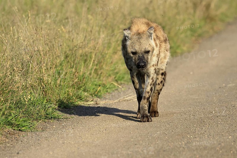 Spotted hyena (Crocuta crocuta), spotted hyena, adult, running, Kruger, Kruger National Park, South Africa