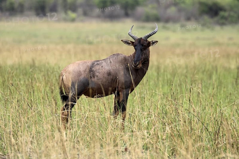 Half-moon antelope (Damaliscus lunatus), adult, alert, Kruger, Kruger National Park, South Africa