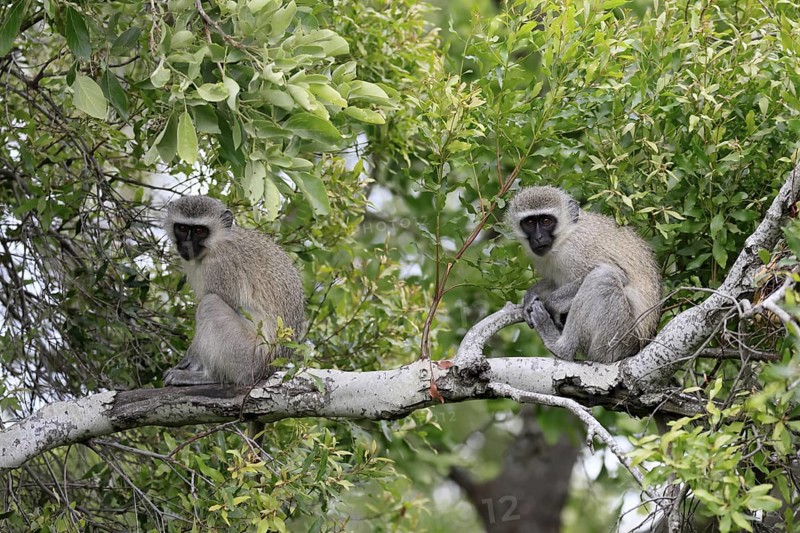 Vervet Monkey (Chlorocebus pygerythrus), adult, sitting, two, tree trunk, Kruger, Kruger National Park, South Africa