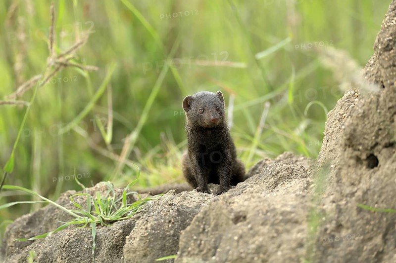 Dwarf mongoose (Helogale parvula), adult, termite mound, burrow, alert, Kruger, Kruger National Park, South Africa