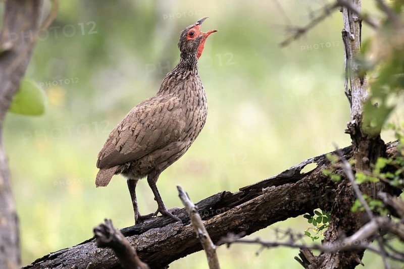 Swainson's francolin (Pternistis swainsonii), adult, on wait, calling, Kruger, Kruger National Park, South Africa