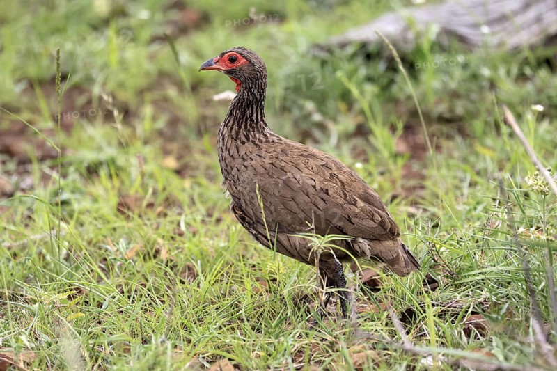 Swainson's francolin (Pternistis swainsonii), adult, vigilant, foraging, Kruger, Kruger National Park, South Africa