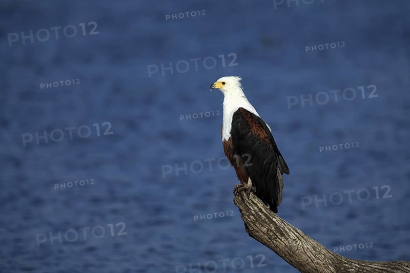 African Fish Eagle (Icthyophaga vocifer), adult, on wait, at the water, alert, Kruger, Kruger National Park, South Africa