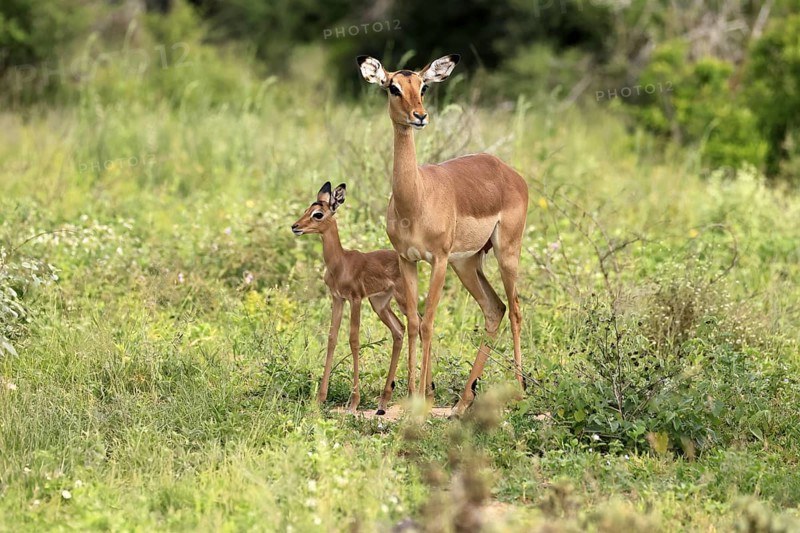 Black heeler antelope (Aepyceros melampus), impala, adult, female, young animal, mother with young animal, Kruger, Kruger National Park, South Africa