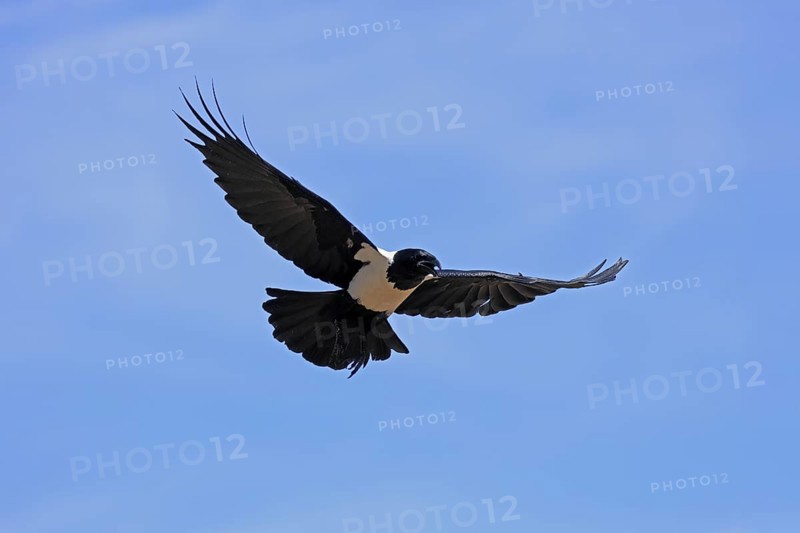 Shield raven (Corvus albus), adult, flying, calling, Mountain Zebra National Park, South Africa