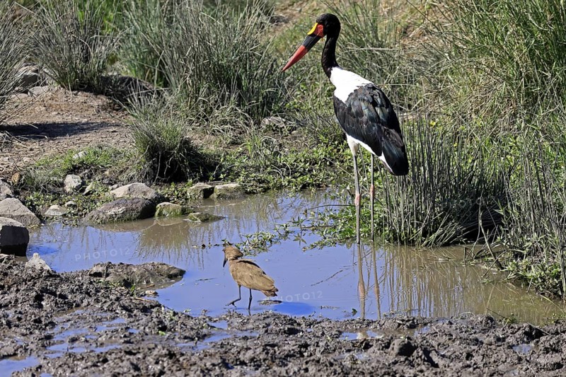Saddle-billed stork (Ephippiorhynchus senegalensis), hammerhead (Scopus umbretta), shadow bird, adult, foraging, in the water, Kruger, Kruger National Park, South Africa