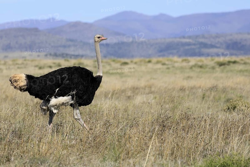 South African ostrich (Struthio camelus australis), adult, male, running, foraging, Mountain Zebra National Park, Eastern Cape, South Africa