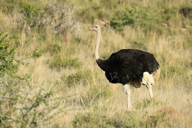South African ostrich (Struthio camelus australis), adult, male, alert, Mountain Zebra National Park, Eastern Cape, South Africa