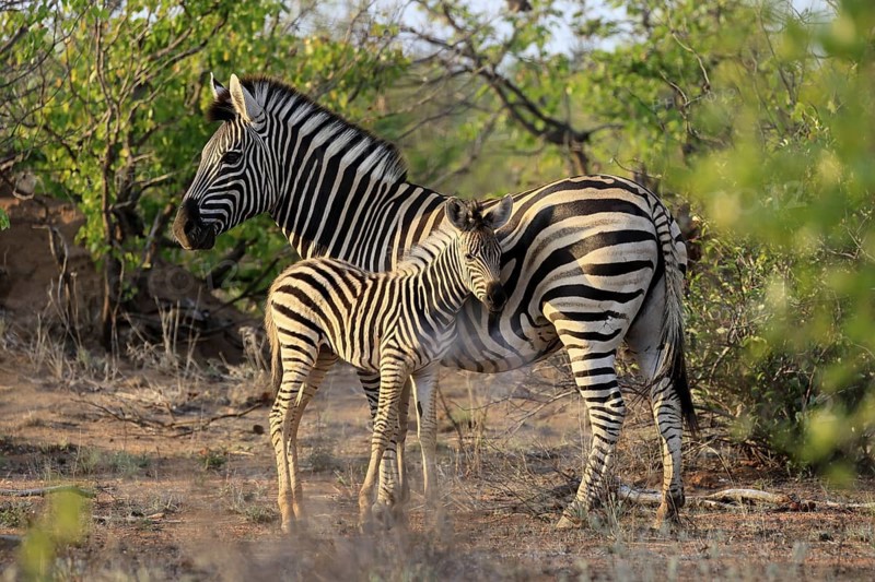 Burchell's zebra (Equus quagga burchelli), Burchell's zebra, adult, female, juvenile, mother, social behaviour, two animals, Kruger, Kruger National Park, South Africa