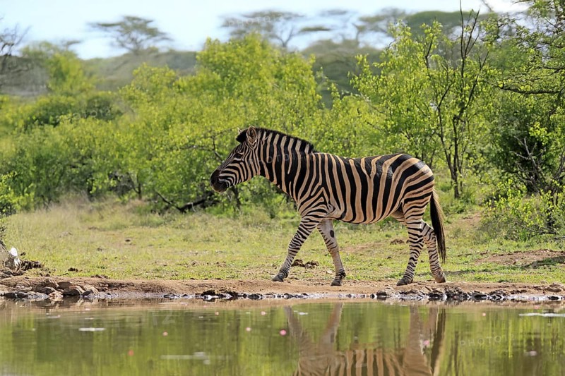 Burchell's zebra (Equus quagga burchelli), Burchell's zebra, adult, at the water, waterhole, running, Kruger, Kruger National Park, South Africa