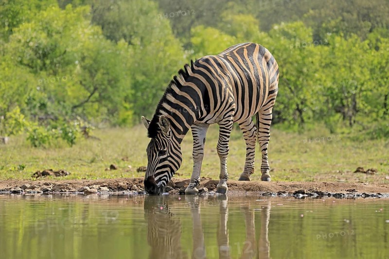 Burchell's zebra (Equus quagga burchelli), Burchell's zebra, adult, at the water, waterhole, drinking, Kruger, Kruger National Park, South Africa