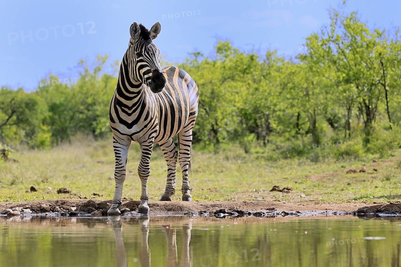 Burchell's zebra (Equus quagga burchelli), Burchell's zebra, adult, at the water, waterhole, alert, Kruger, Kruger National Park, South Africa