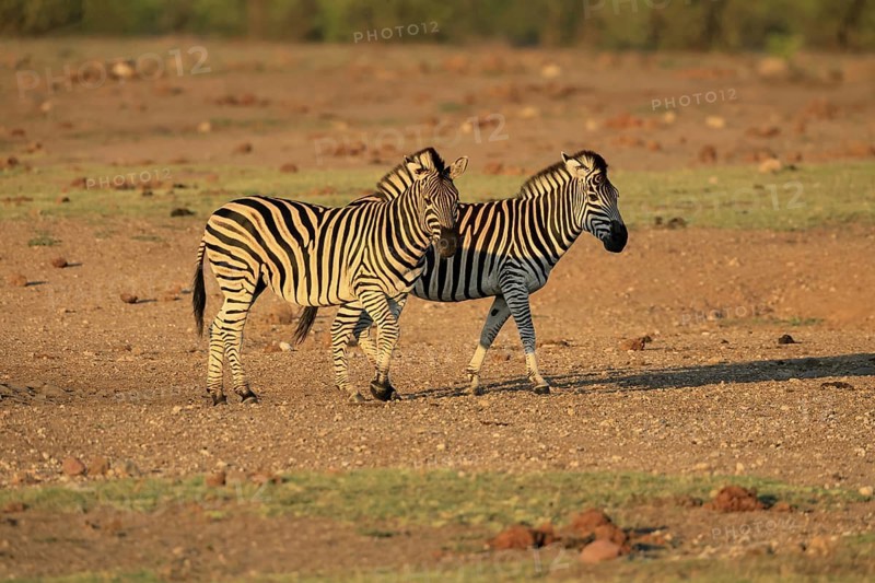 Burchell's zebra (Equus quagga burchelli), Burchell's zebra, adult, two animals, foraging, Kruger, Kruger National Park, South Africa
