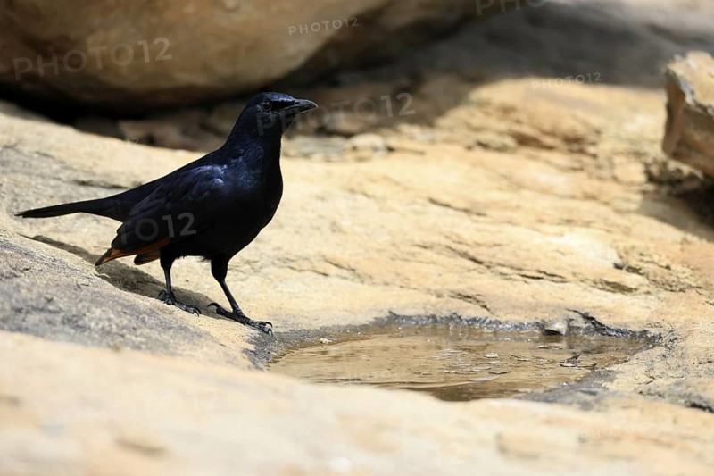 Red-winged Starling (Onychognathus morio), adult, male, at the water, alert, Mountain Zebra National Park, South Africa